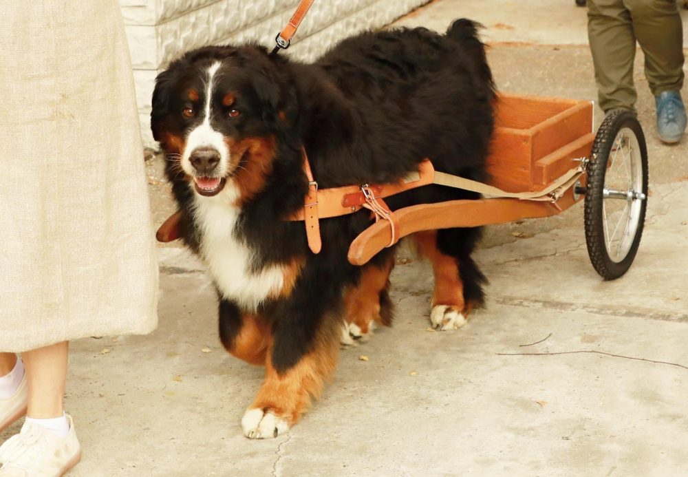 Bernese Mountain Dog is originally a working breed...Bebe with a cart