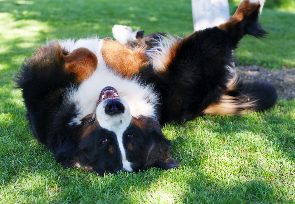 Look at this shining coat, healthy teeth and a happy bernese mountain dog