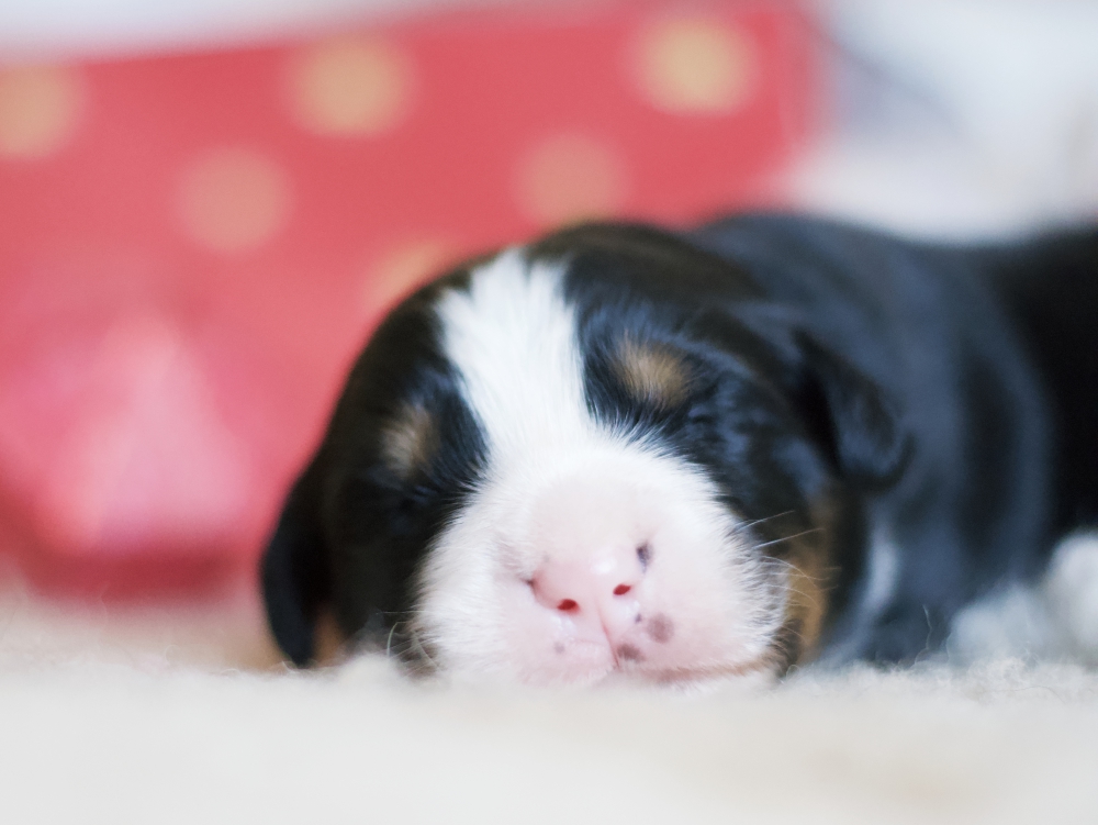 Merry Moritz 7 days brown male